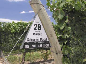 Cahors now copies Argentina, using the name malbec instead of cot or auxerrois